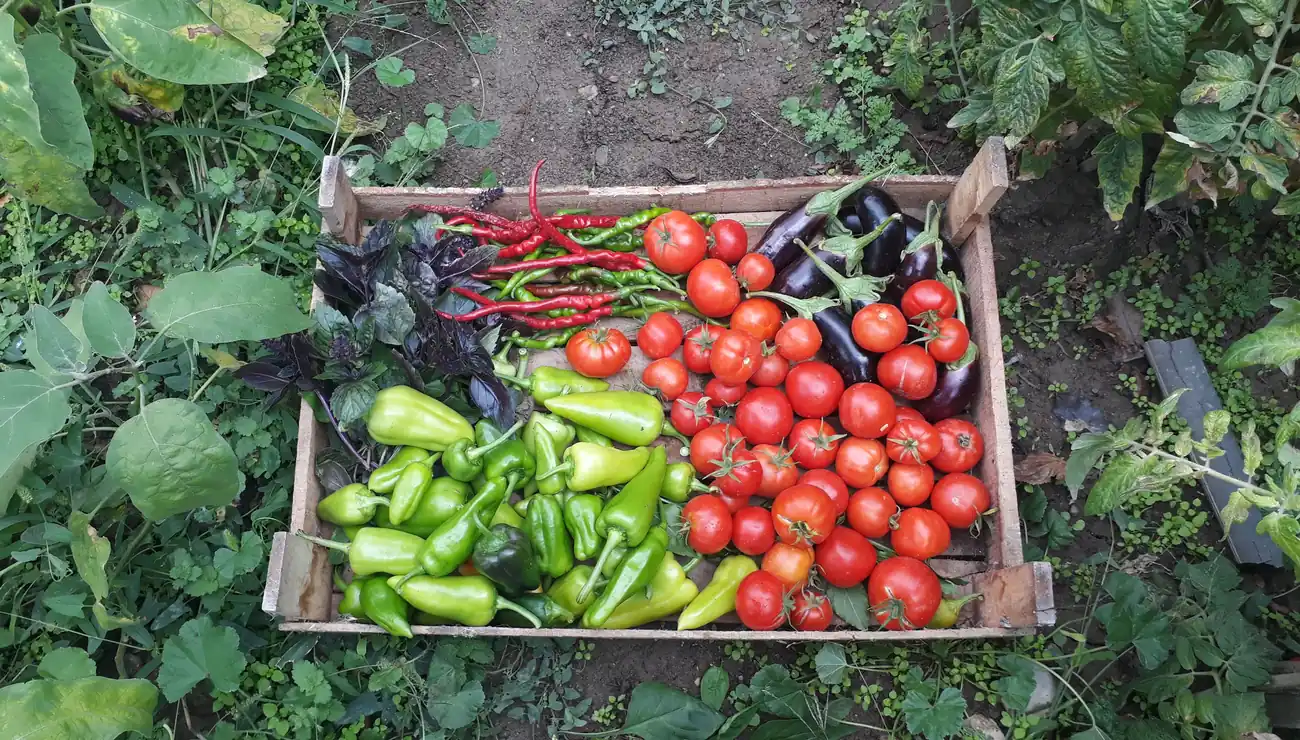 A crate of tomatoes and peppers in a garden.