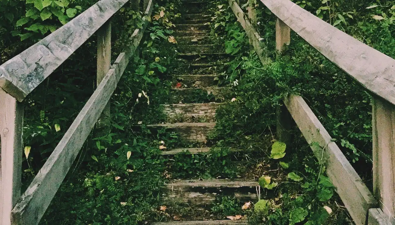 Wooden steps leading through greenery.